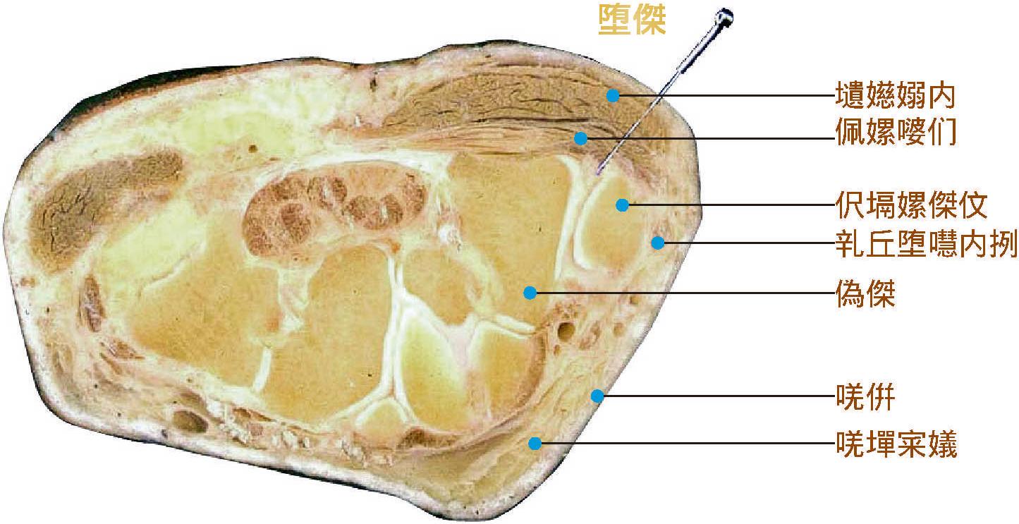 腕骨